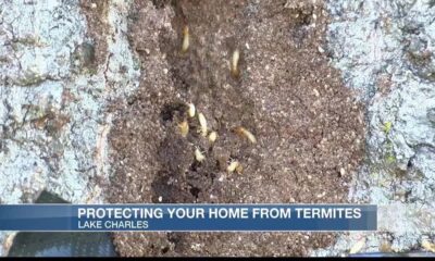 Exterminator gives tips on how to protect your home from termites this summer