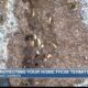 Exterminator gives tips on how to protect your home from termites this summer