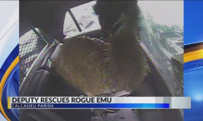Calcasieu Parish Sheriff’s Office arrest runaway emu