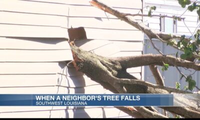 Who’s responsible if your neighbor’s tree falls and damages your property?